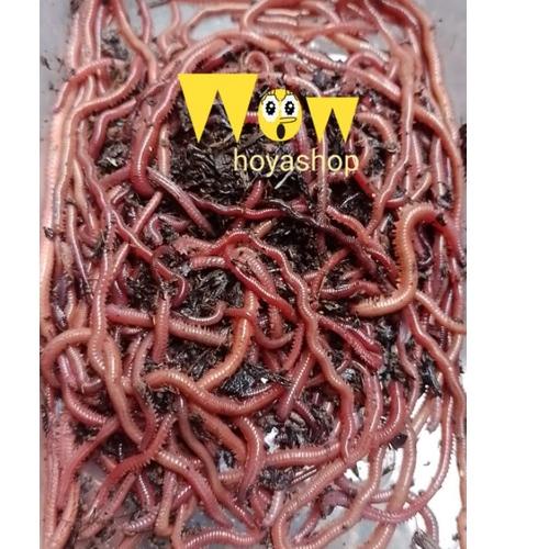 ★ Z9D CACING LAUT NAGA MERAH UMPAN ALAM DAF ❤️