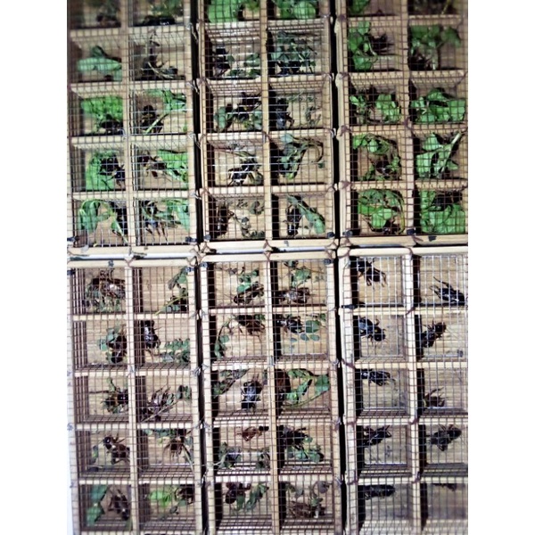 jangkrik alam aduan asli hasil oboran