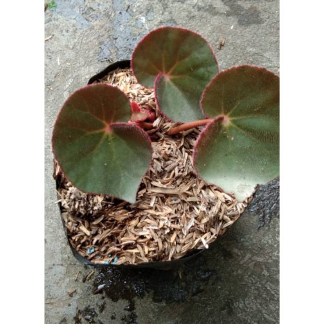 Tanaman Hias Begonia Karpet