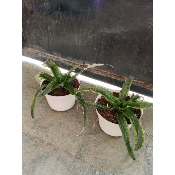 [PROMO]Cryptantus/Nanas - nanasan hijau/Tanaman hias/Cristantus merah/ Cristantus Tricoulor