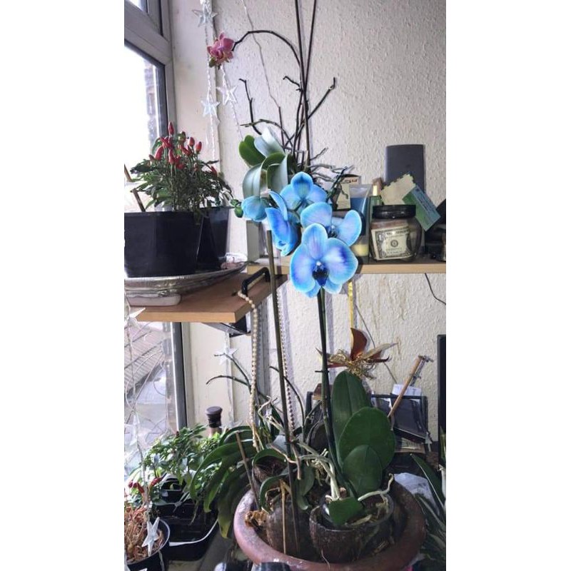 anggrek bulan biru/blue (asli indonesia) dewasa