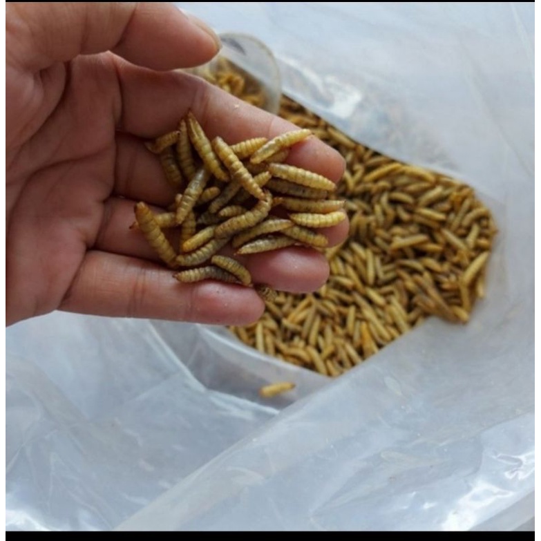 Maggot Bsf Kering 1000 Gram Grade A Untuk Pakan Ikan Chana Arwana