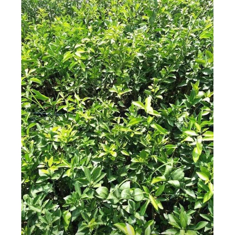 kw a1 bibit buah / benih buah berkwalitas 3 bibit jeruk santang madu mur4h