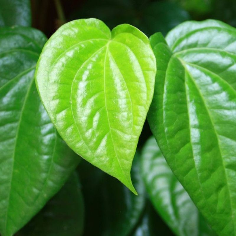 

daun sirih hijau segar tanaman obat betel leaf suruh sireh