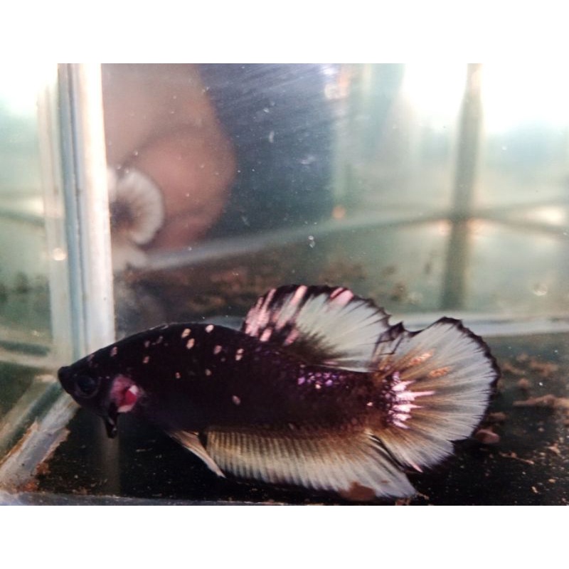 Male Avatar kuncop (yellow copper) rintik glitter