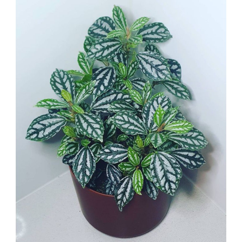 TANAMAN HIAS PILEA | PILEA MUTIARA