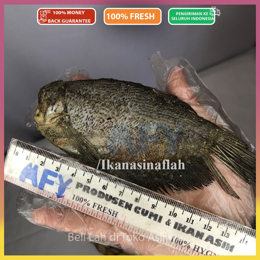 PROMO Sepat Besar Tanpa Kepala 1Kg & 500Gr / Ikan Asin Sepat / Tembakang / Ralis Jumbo Mentah