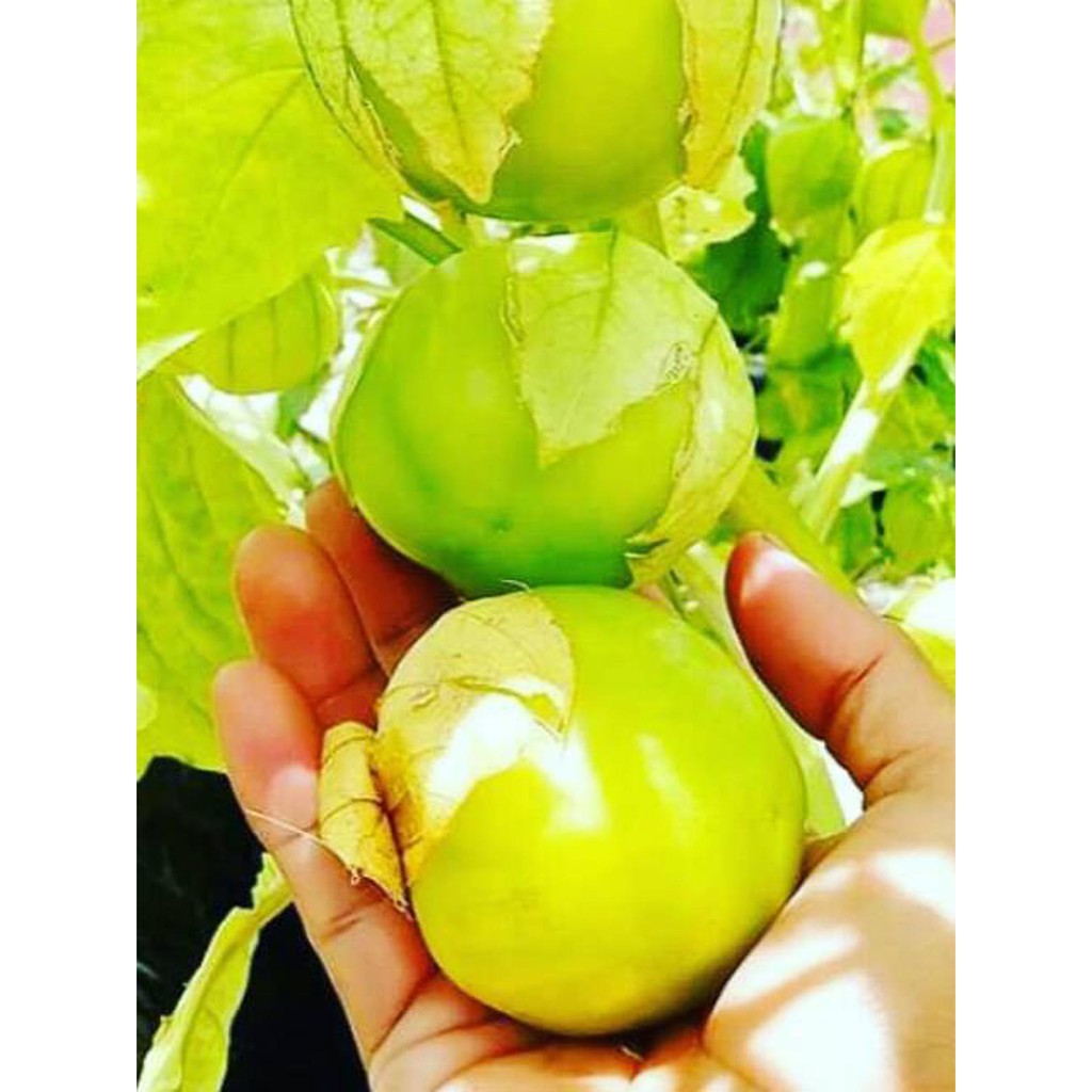 Biji Ciplukan Jumbo Cecendet - Bibit Tanaman Pohon Ciplukan Jumbo - Ciplukan Jumbo - COD