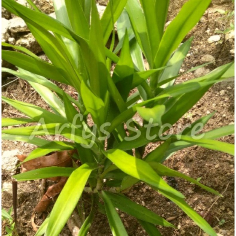 Tanaman Suji / tanaman Daun Suji pewarna alami