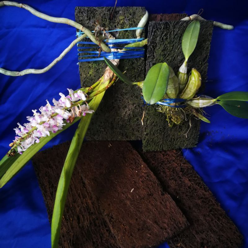 pakis kotak / pakis media anggrek