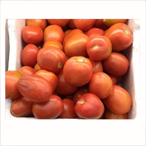 

Tomat Merah 500gr | Pasar Induk Pekanbaru #Harga_Grosir