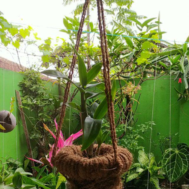 Pot Gantung Pot Serabut Kelapa Sabut Kelapa Pot Anggrek P