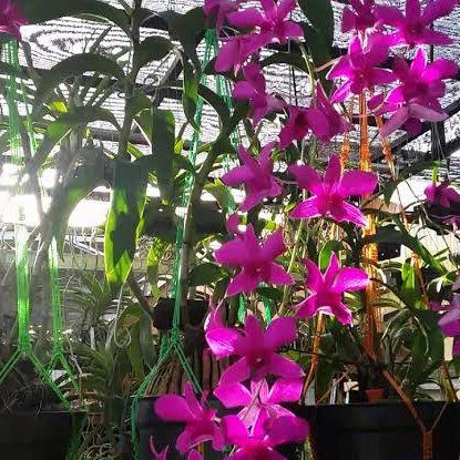 anggrek murah dendrobium bantimurung rawatan dewasa