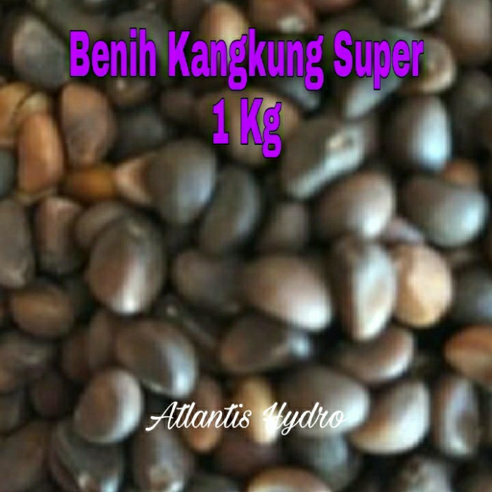 Benih Kangkung Super / Benih Microgreen dan Hidroponik 1Kg MURAH