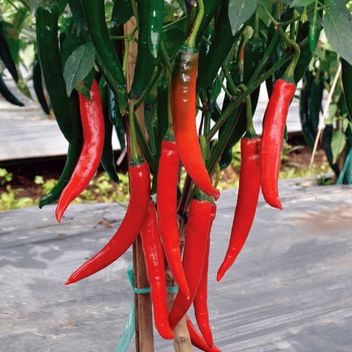 Benih Bibit Cabe F1 Pedas Hot Chili Cabai Merah Besar Tpsdd3 Berkualitas