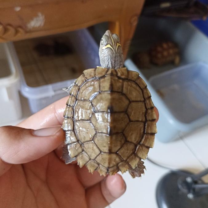 

PAJANGAN AIR - MISSIPPI MAP / MISMAP BABY