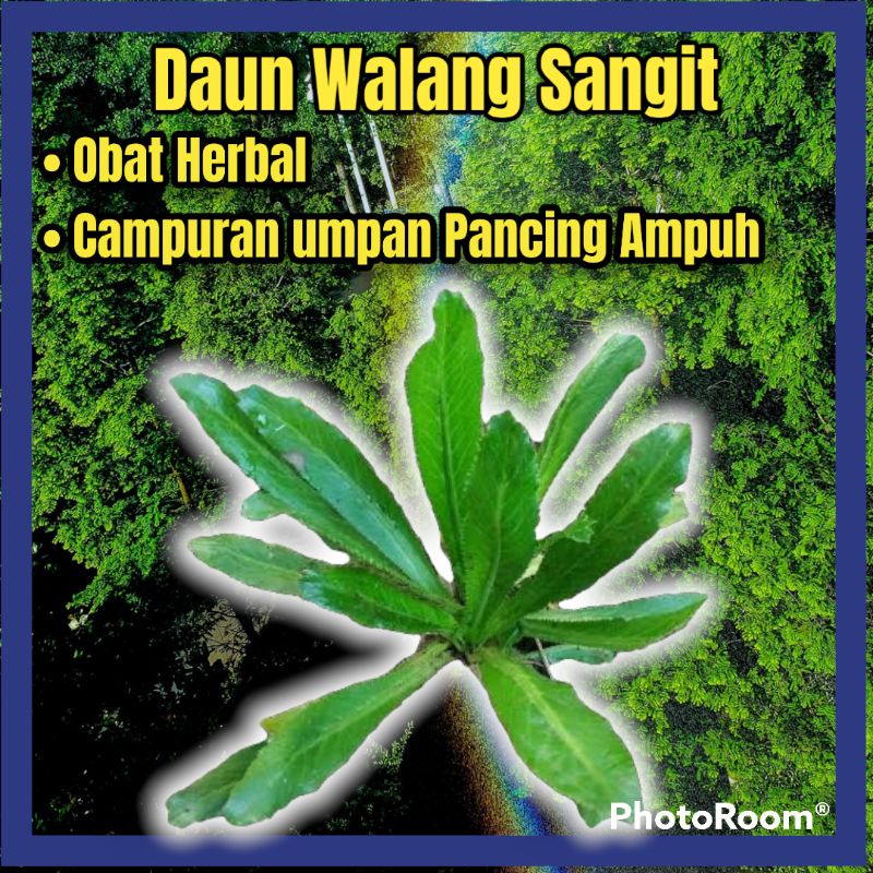 Daun Walang Sangit / Daun Herbal / Campuran umpan pancing / Daun walang Sangit Herbal / umpan pancin