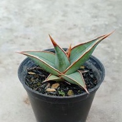 sansevieria pinguicula