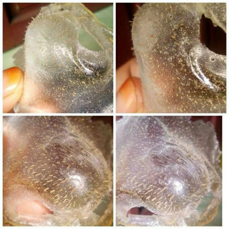 MASKER GELATIN / MASKER TULANG SAPI