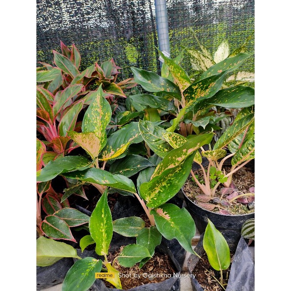 aglaonema kochin tembaga murah meriah