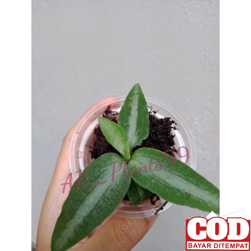 Tanaman hias anggrek mini jewel orchid (Langka)