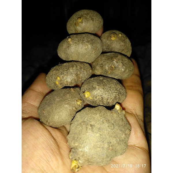 BIBIT PORANG SUPER 1KG SIAP TANAM TOP PRODUK | TERMURAH BIBIT PORANG DARI KATAK