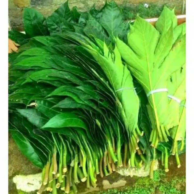 

daun sukun herbal Hasil Kebun Sendiri