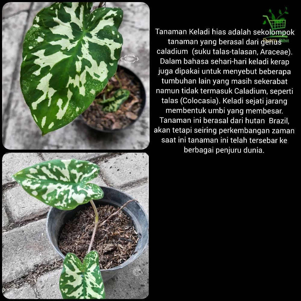 Tanaman Hias Keladi Daun Hijau Totol Bintik Putih Bibit Langka Unik Shopee Indonesia