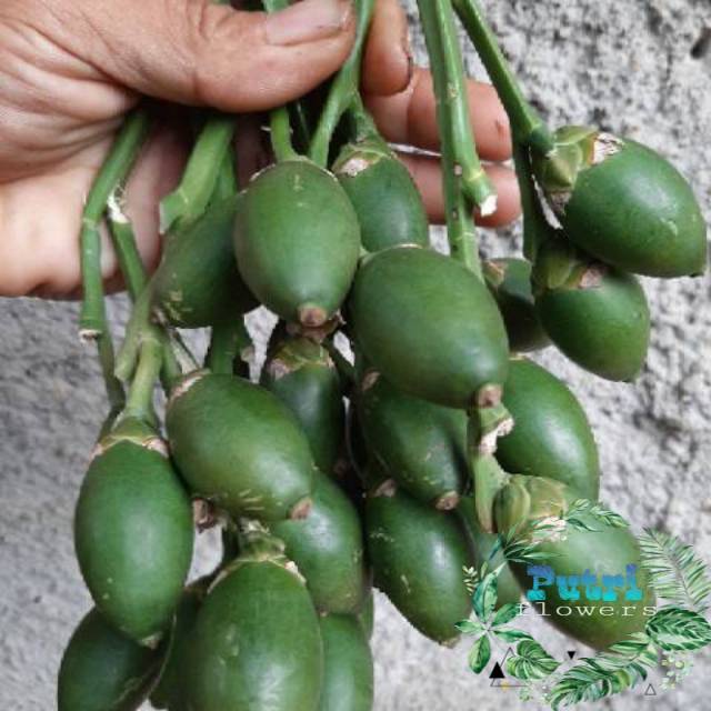 

Buah herbal buah pinang muda perkilo