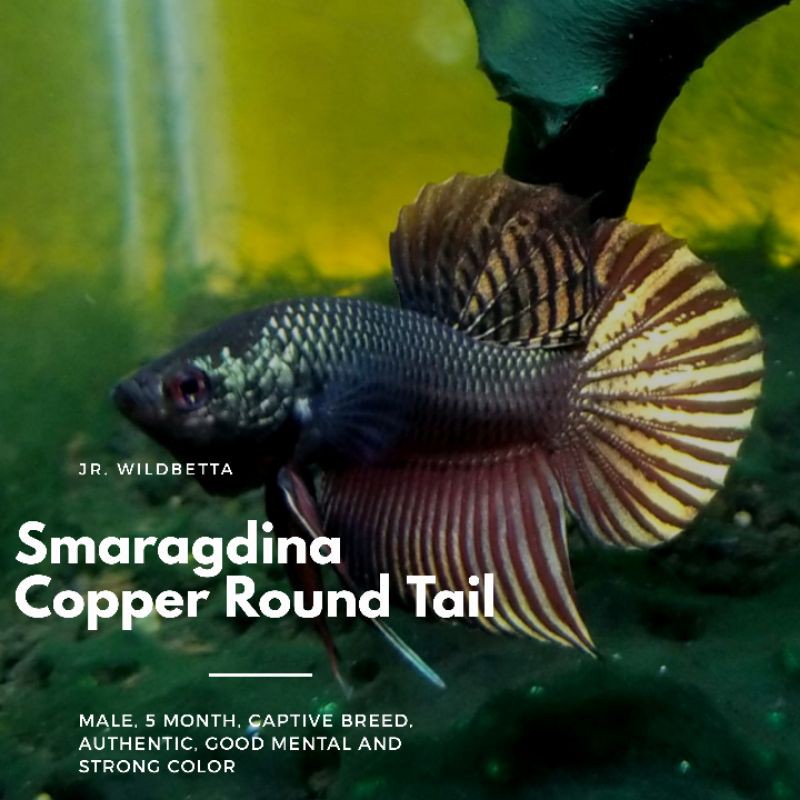 Wild Betta Smaragdina Copper Round Tail
