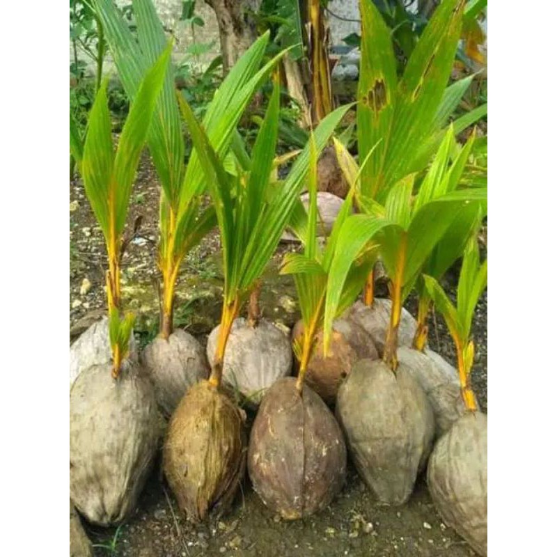 bibit kelapa hibrida kuning // kelapa hibrida kuning genjah