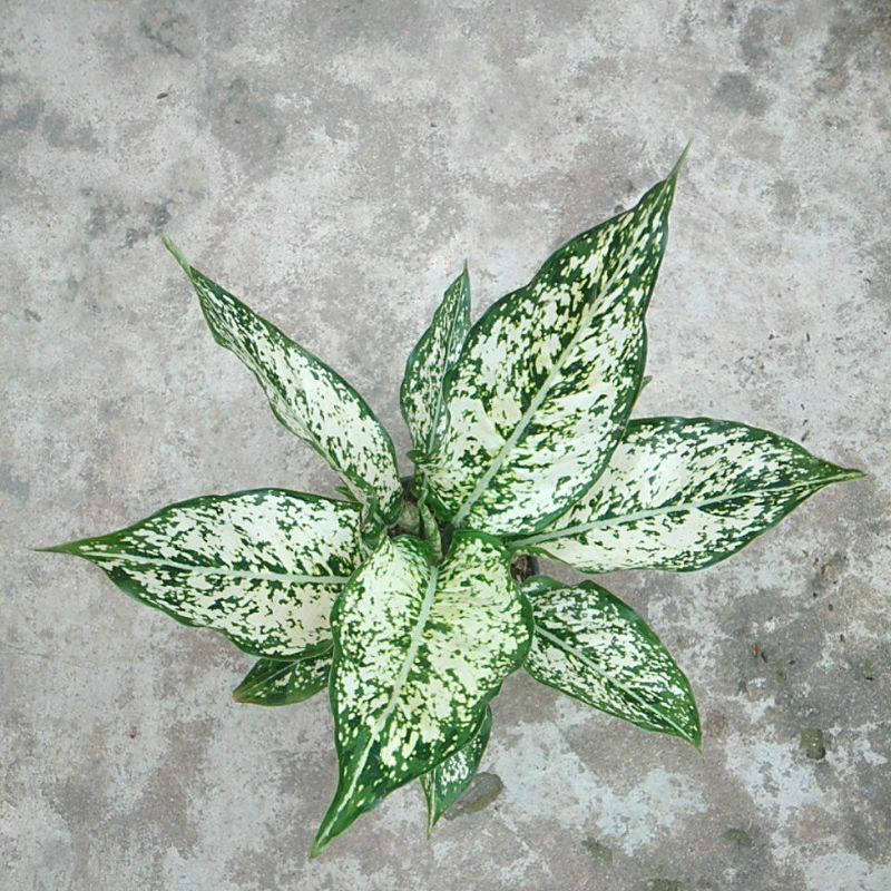 Aglaonema Snow white