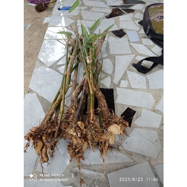 Bibit bambu hias mini varigata jepang fres3 btng