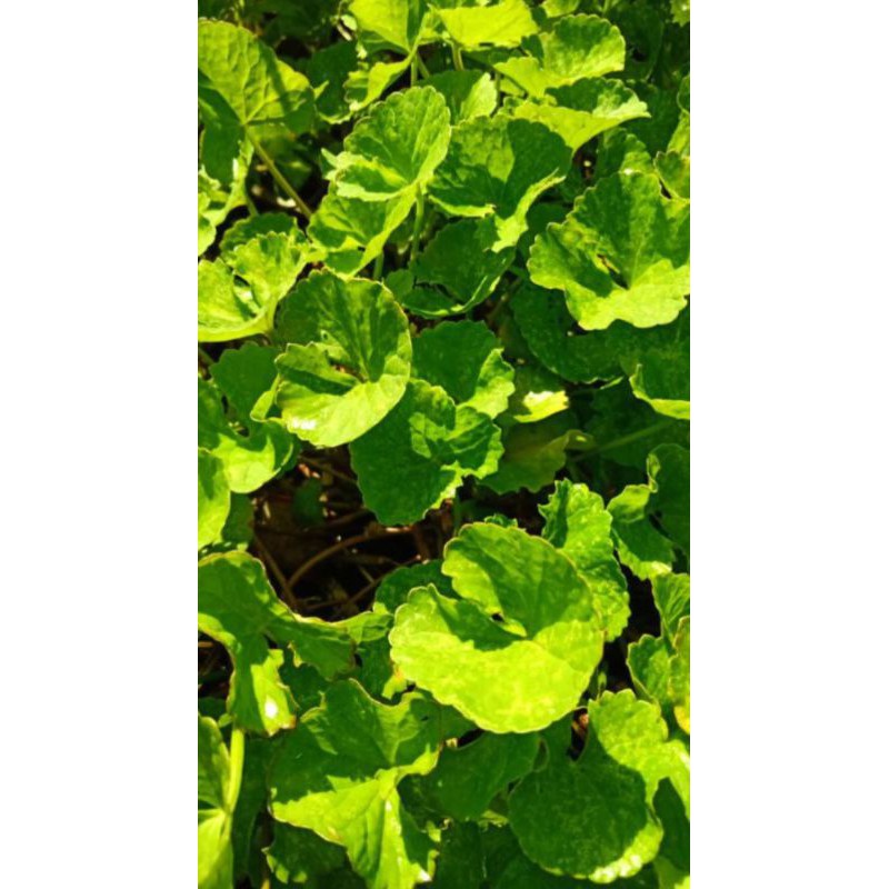 promo bibit pegagan per dua ikat