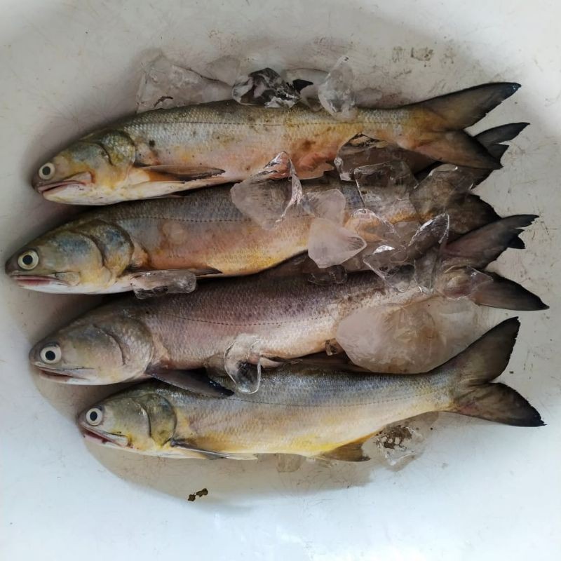 

Ikan Kuro Ikan Senangin Segar 1 Kg