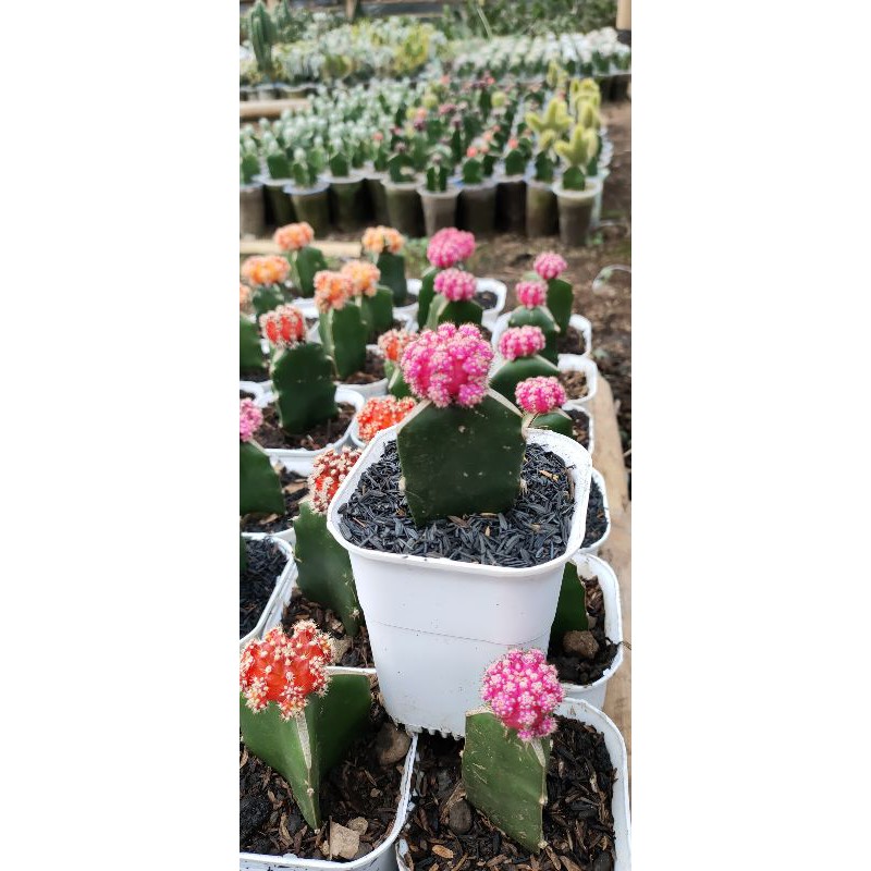 

gymnocalycium pink