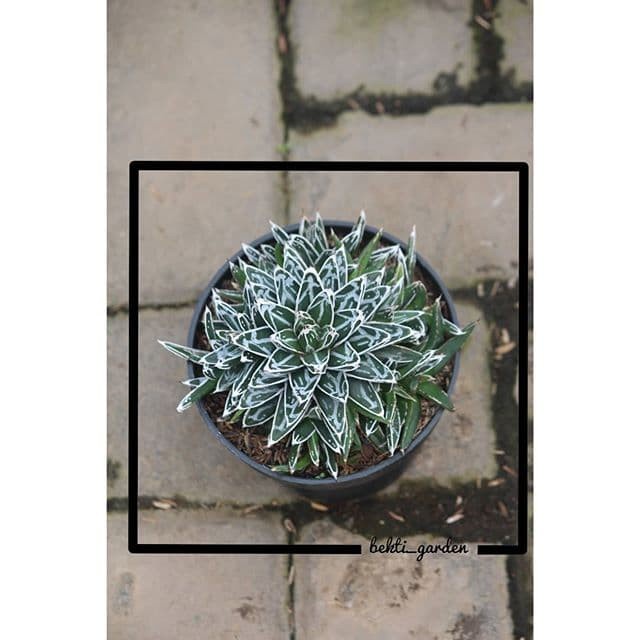 Kaktus agave victoriae reginae