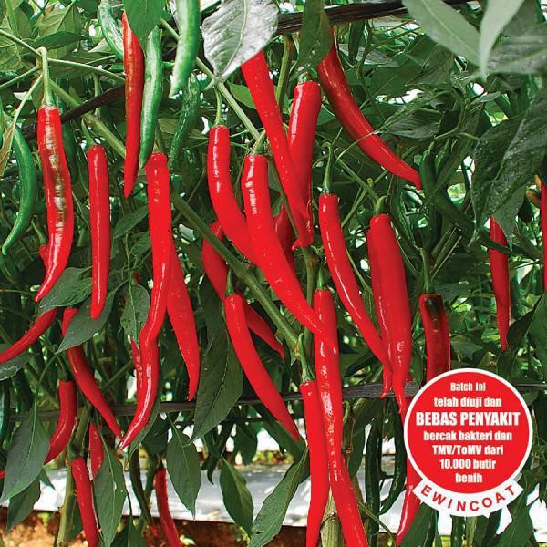 Biji Bibit Benih Tanaman Cabe Cabai Besar Hibrida Astina F1 Tpsdd3 Segera Dapatkan