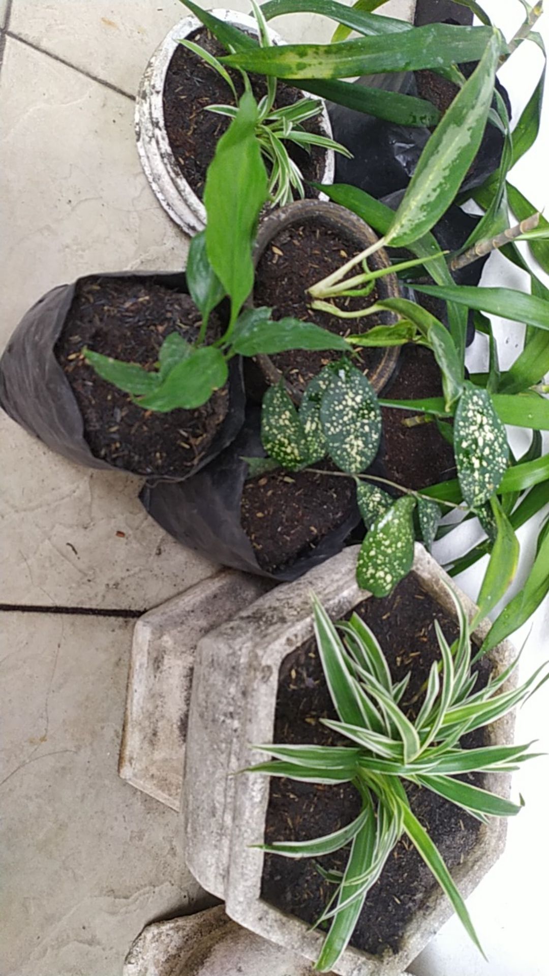 Spatifilum Green/peace Lily Green