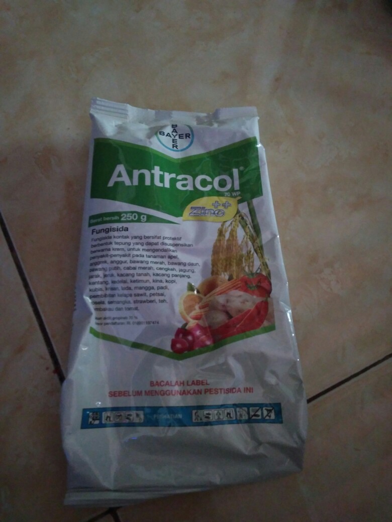 Fungisida Antracol 250 Gr Obat Tanaman Obat Jamur Obat Anggrek Shopee Indonesia