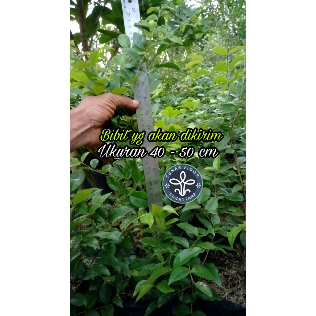 Kw Asli Jaboticaba Preco Or Precocious Hybrid Or Anggur Brazil Preco Or Genjah /3¦