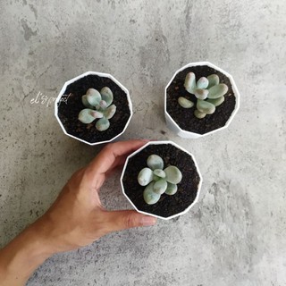 tanaman hias succulent sukulen moon stone dan pot Kotak tanaman hias succulent sukulen moon stone dan pot Kotak