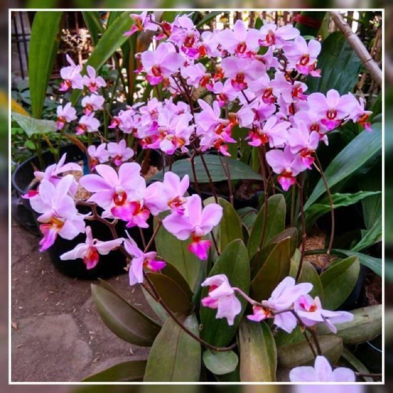 Anggrek bulan mini / doritis