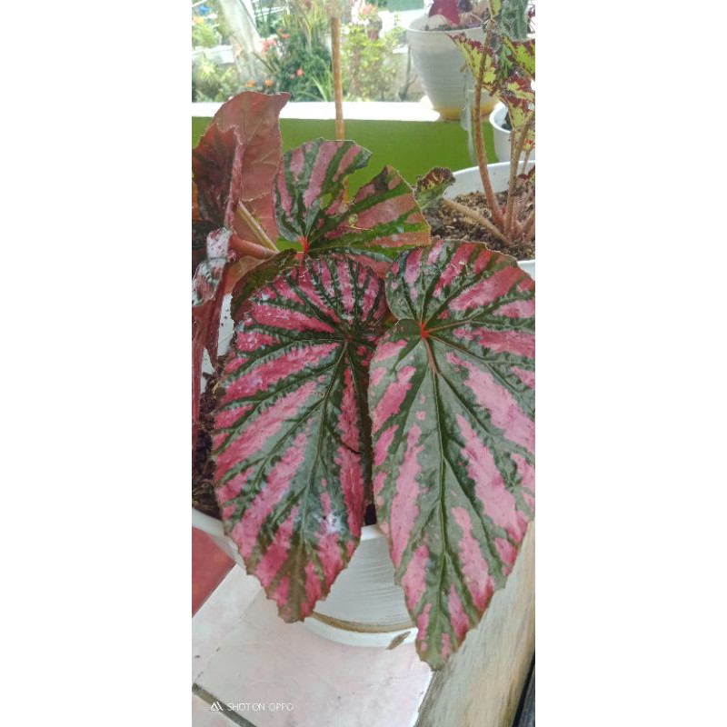 begonia rex walet