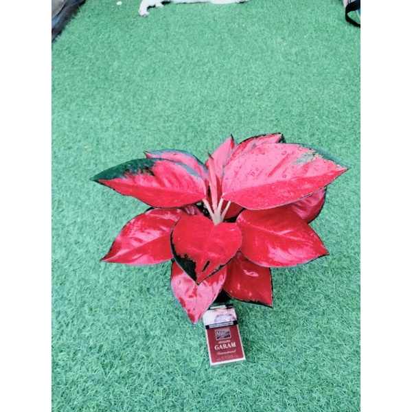 aglonema suksom lokalan