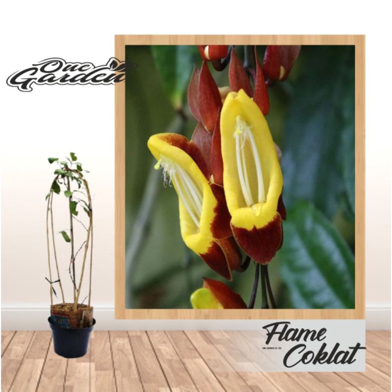 Tanaman Hias Rambat Flame Irian Coklat