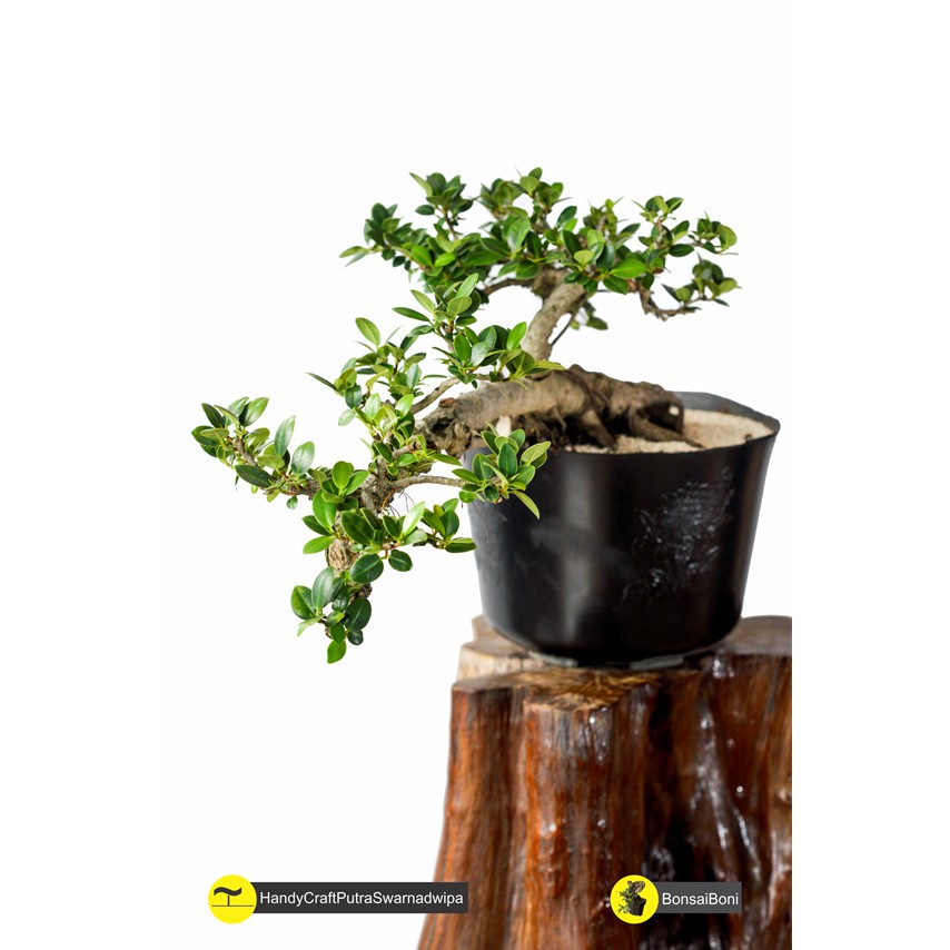 Bonsai Beringin Dollar