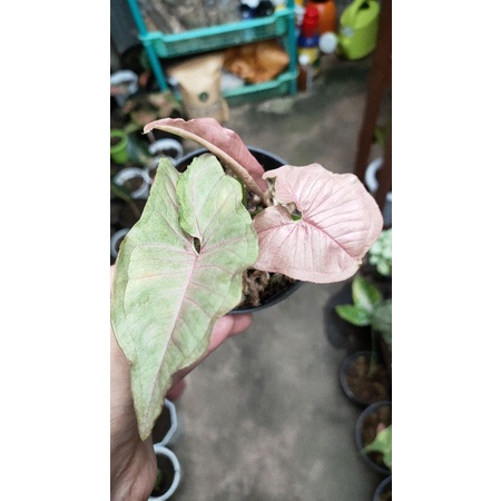 syngonium pink neon robusta