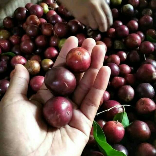 

Buah Rukem 1/2 kg obat ngidam