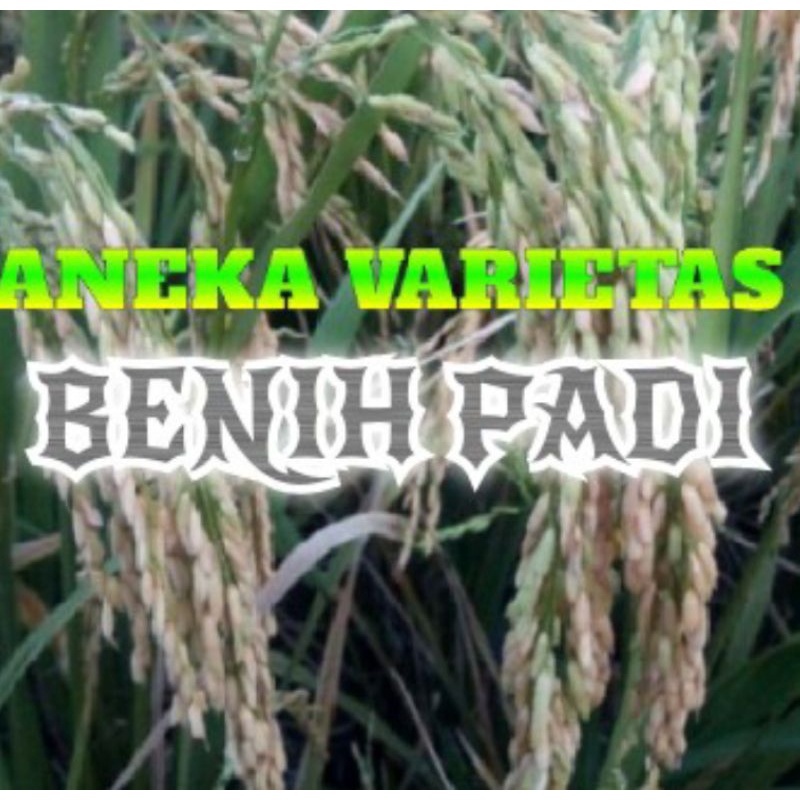 ANEKA BENIH PADI UNGGUL LOKAL 5 KG